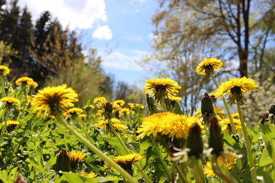 Close-up of yellow flowering plants on field