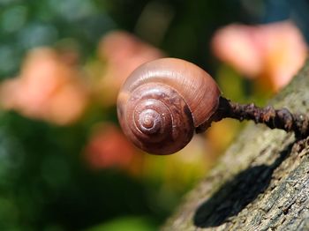 snail