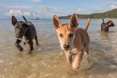Portrait of dog on beach