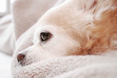 Close-up portrait of a dog