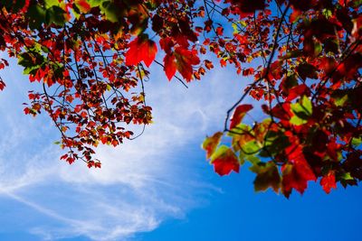 Low angle view of tree against sky during autumn