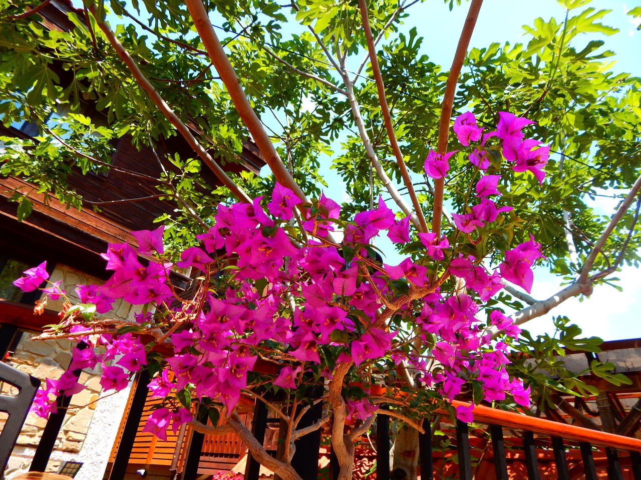 CLOSE-UP LOW ANGLE VIEW OF FLOWER TREE