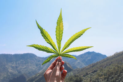 Human hand holding a cannabis leaf in front of a beautiful view of mountains.
