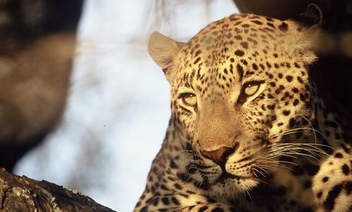 Close-up of leopard