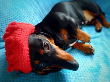 Close-up portrait of black dog lying at home