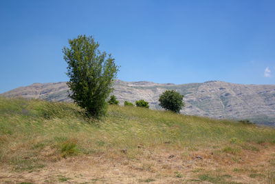Trees on field against clear blue sky