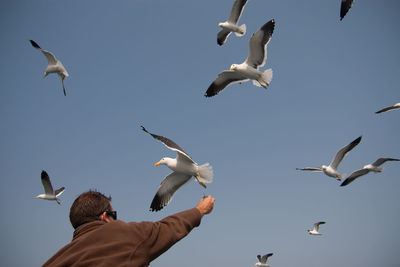 Man feeding seagulls