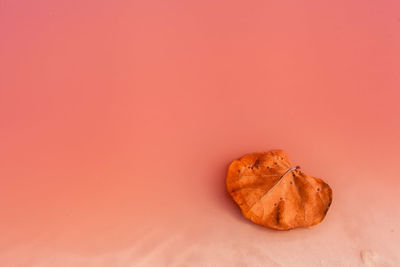 Close-up of leaf against coral background