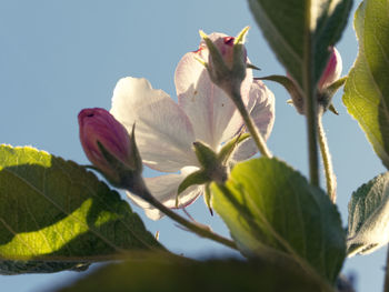 Close-up of white flowers blooming outdoors