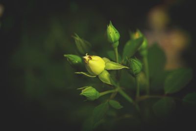 Close-up of yellow flower blooming outdoors