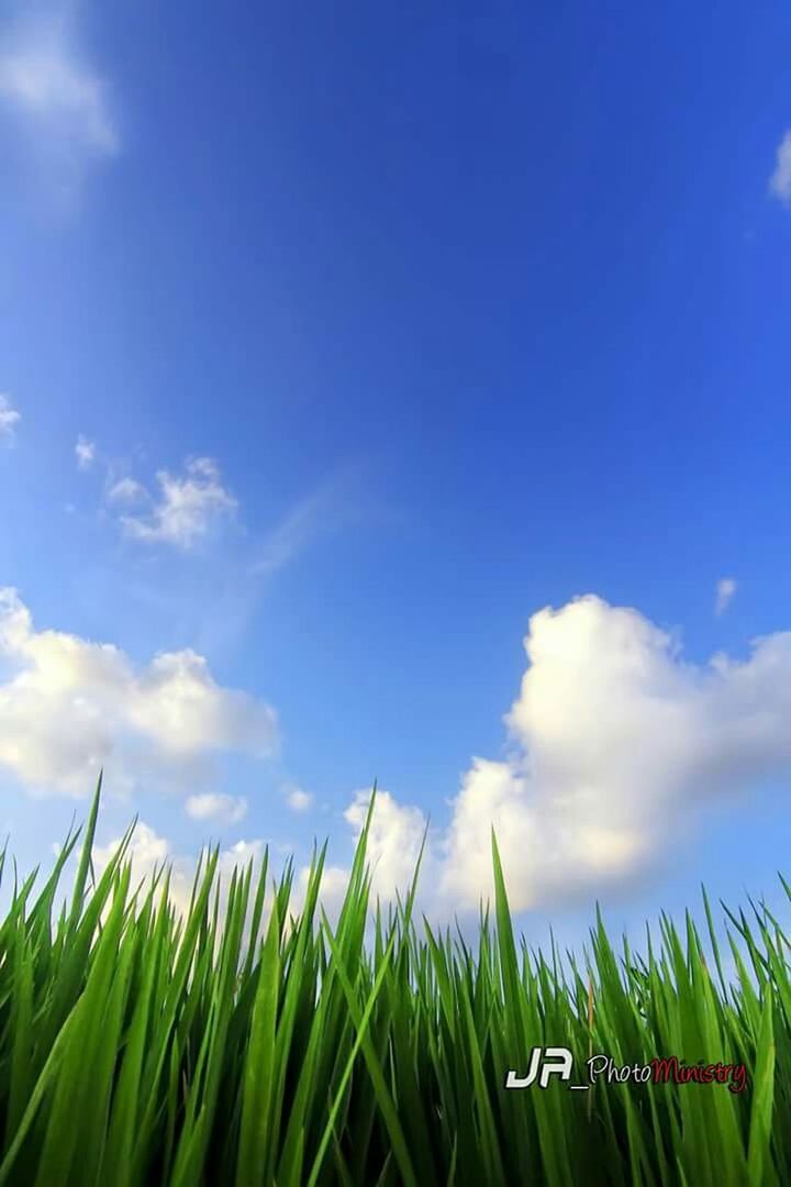grass, sky, field, growth, blue, tranquility, rural scene, nature, beauty in nature, agriculture, crop, tranquil scene, farm, green color, plant, cloud, scenics, landscape, cloud - sky, day