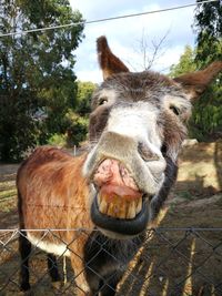 Close-up of a horse