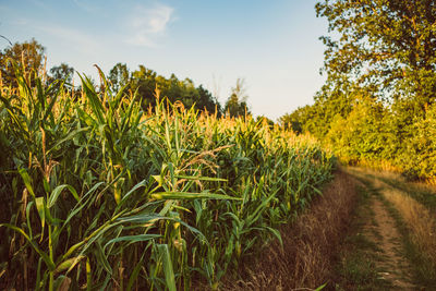 Crops growing on field against sky