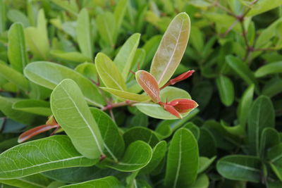 Close-up of plant leaves