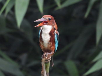 Wandered kingfisher 