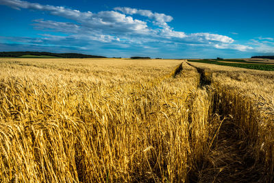 Wheat growing on field against sky