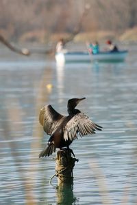 Cormorant on wooden post