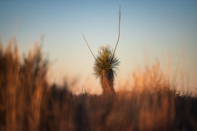 Scenic view of sunset in guadalupe mountain national park, texas