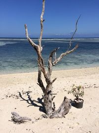 Dead tree on beach against clear sky