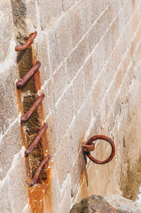 High angle view of dead fish on wall