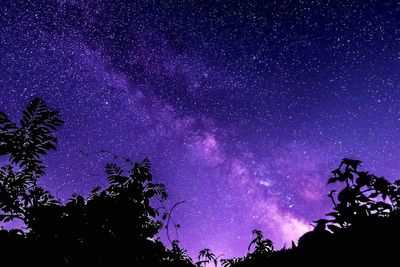 Low angle view of tree against star field
