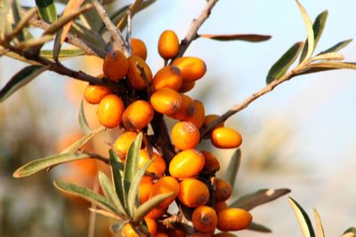 Close-up of orange fruits on tree