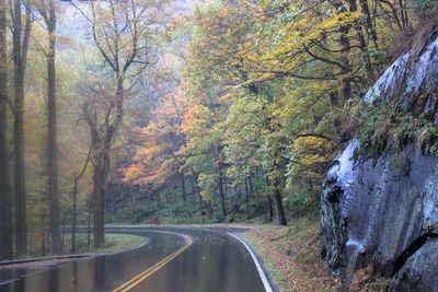 Road amidst trees in forest during autumn