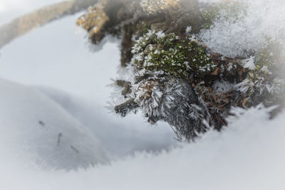 Close-up of frozen tree