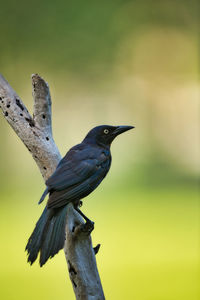 Close-up of bird perching on wooden post