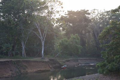 Trees by lake in forest