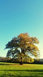 Tree on field against clear sky