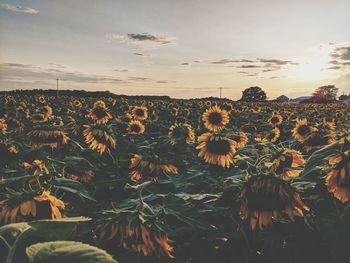 Scenic view of sunflower field against sky during sunset