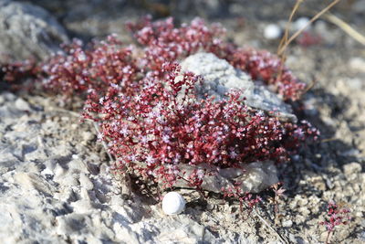 High angle view of red flowering plant on rock