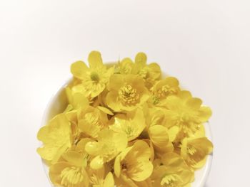 Close-up of yellow flowering plant against white background