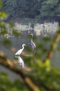 View of birds in lake