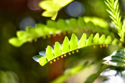 Close-up of leaves