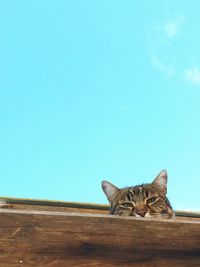 Close-up of cat against clear sky