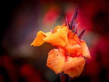 Close-up of orange rose flower