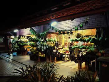 Illuminated potted plants at night