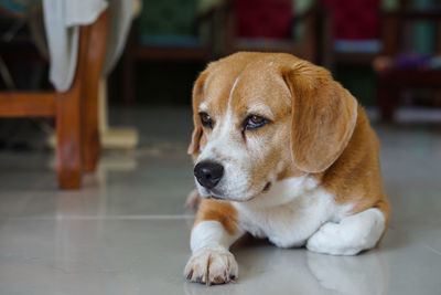 Close-up of dog looking away