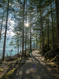 Road amidst trees in forest