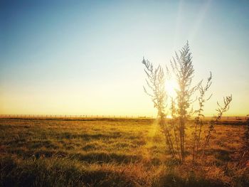 Scenic view of field against clear sky during sunset