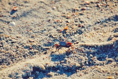 High angle view of insect on sand at beach