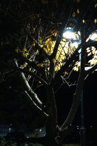 Low angle view of tree at night