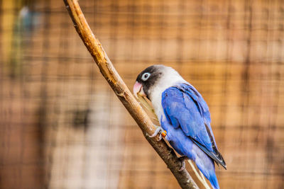 Close-up of parrot perching on wood