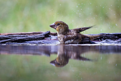 Side view of a bird in water