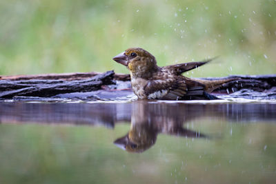 Side view of bird in water