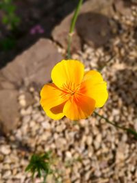 Close-up of yellow flower blooming outdoors