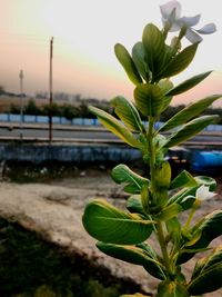 Close-up of plant against sky