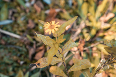 Close-up of flowering plant leaves